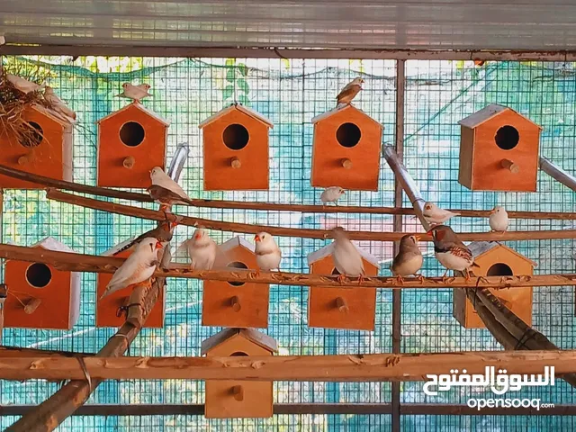 للبيع زيبرا محليات التفاصيل تحت