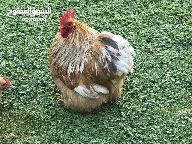 ديك واربع دجاجات كوجن للبيع