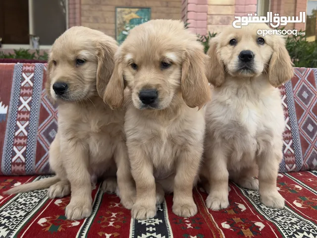 For Sale Puppies Golden Retriever للبيع جولدن ريتريڤر بيور - العمر شهرين