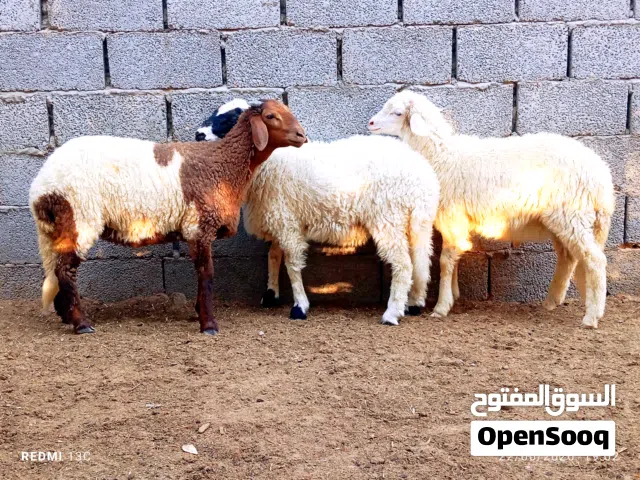 على بركه الله  زوز حوليات اوحولي تبارك الرحمن