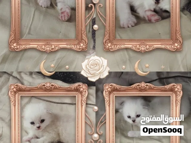 مشاء الله تبارك صلتي علي النبي قطط لي بيع الموقع تعز يوجود خدمات توصل