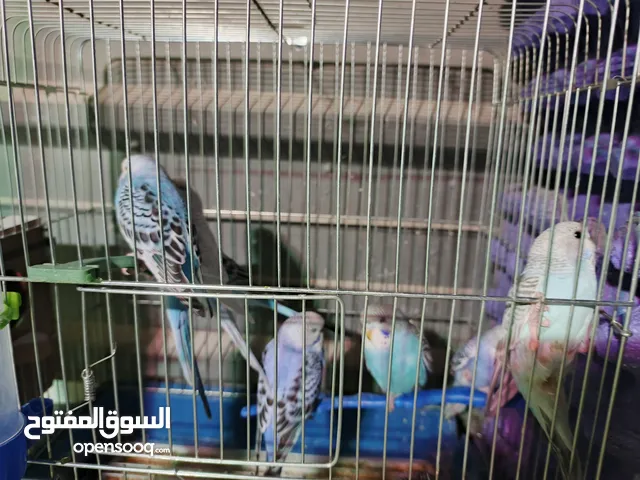 طيور حب بسعر منافس