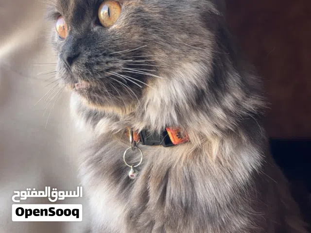 قطة شانشيلا فارسي