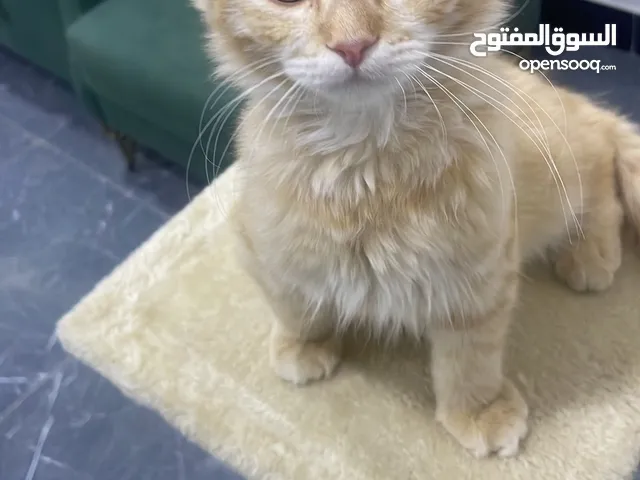 قط ذكر عمر 4 اشهر