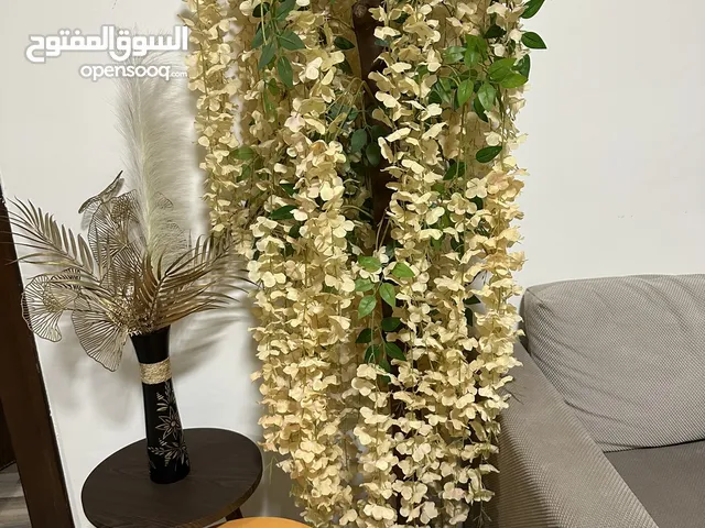 شجره زينه للبيع