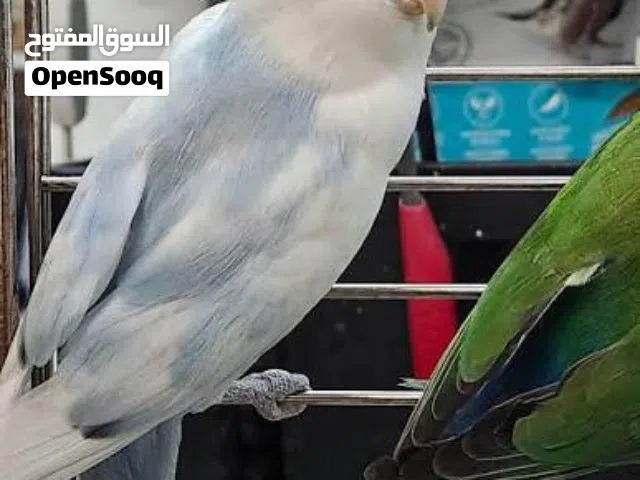 للبيع طيور الحب