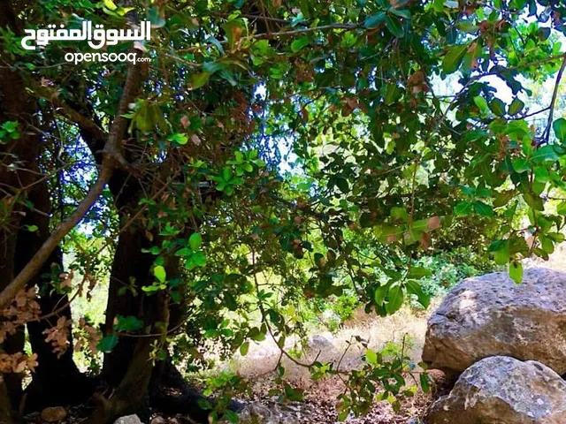 اطلاله خلابه1850 م زي