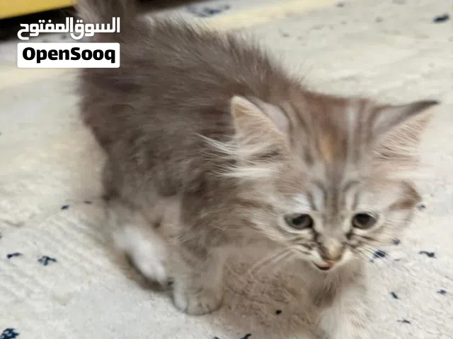 قط للبيع مع اغراضه