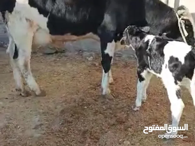 بقره هولندي للبيع