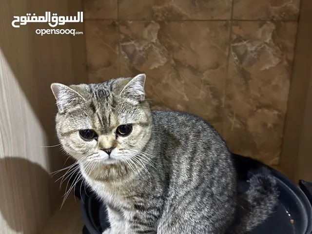 قطة سكوتش انثى للبيع