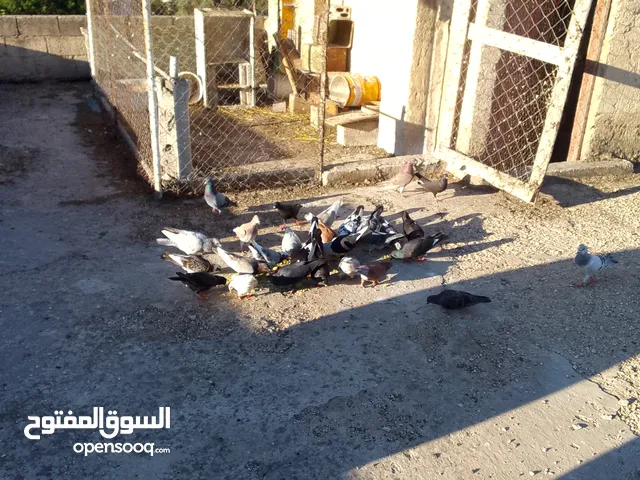 حمام مشكل عد15جوز ما شاء الله صحه ونظافه البيع لعدم التفرغ