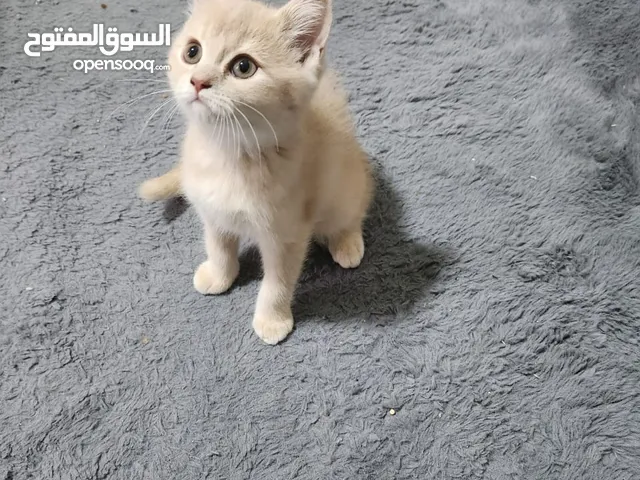 قط سكوتش ستريت