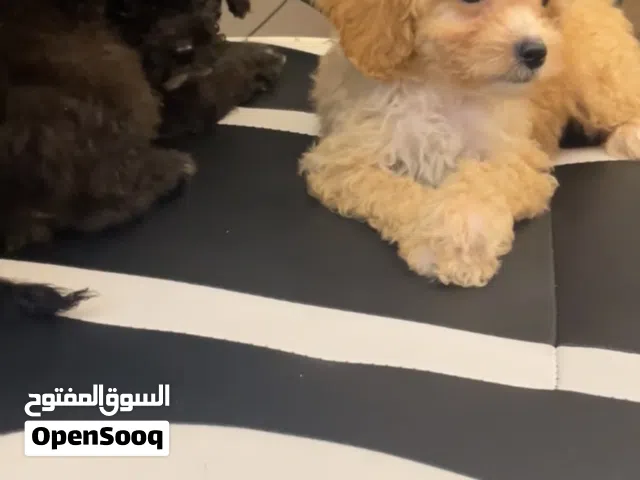 4 months old poodles vaccinated with a passport potty trained playful!