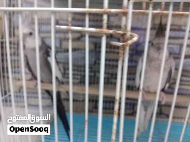 للبيع انواع مختلفة من الطيور موضح في الوصف أدناه :