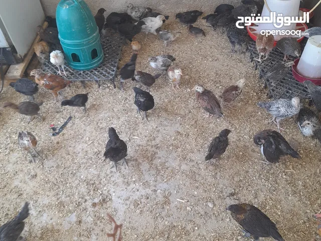 جاج بلدي وسط