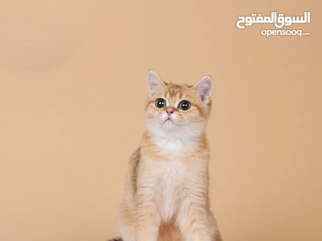 Purebred British shorthair NY11