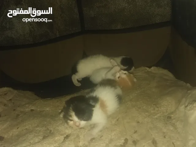 قطط لتبني ا