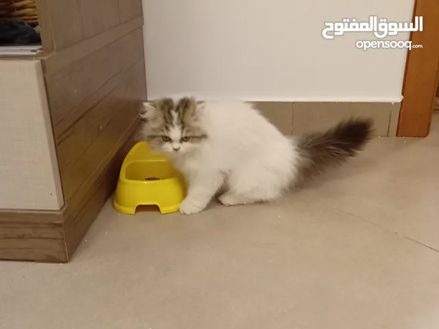 قطوس هاف بيكي
