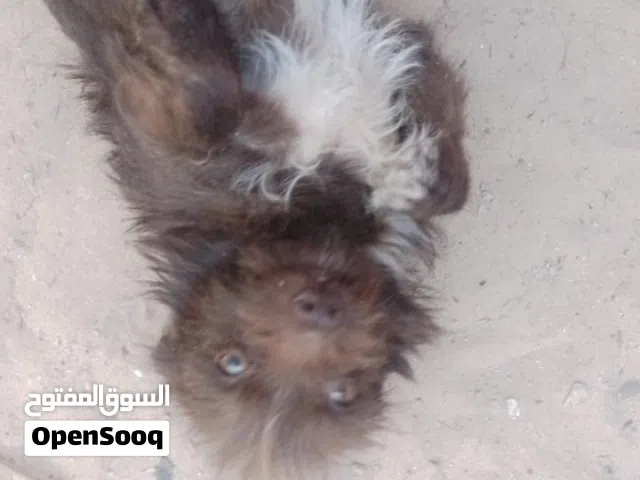 ذكر شيواوا ضغير للبيع