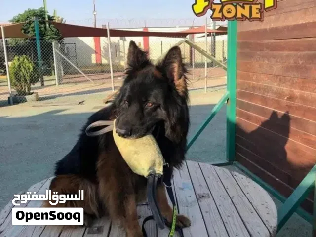 تدريب كلاب ..درّب كلبك الآن لدى بت زون بت زون يوفر لأليفك  أكبر ساحات التدريب.