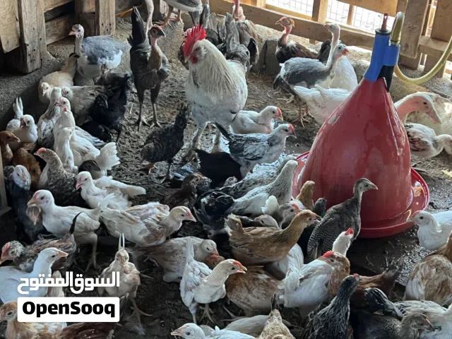 دواجن عمانيه بصحه ممتازه عمر شهرين