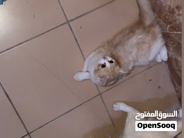 قطط للبيع 450 ريال