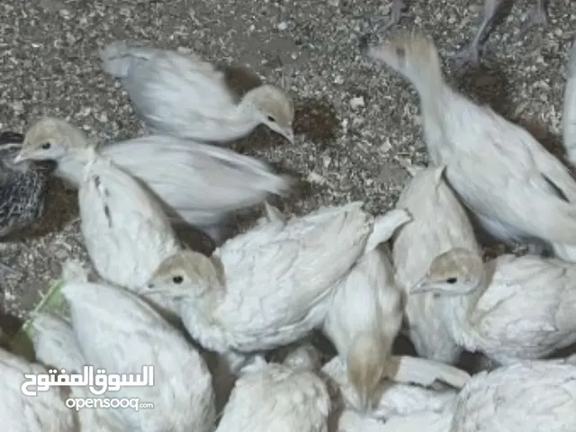 فراخ بلدي عدد 85 نسبة الديوك فقط 2 او 3 ديوك فقط!...صيصان بلدي وبندوق براهمي...فراخ حبش هولندي جامبو