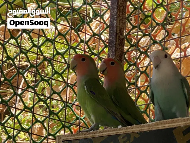 للبيع روز فرديات