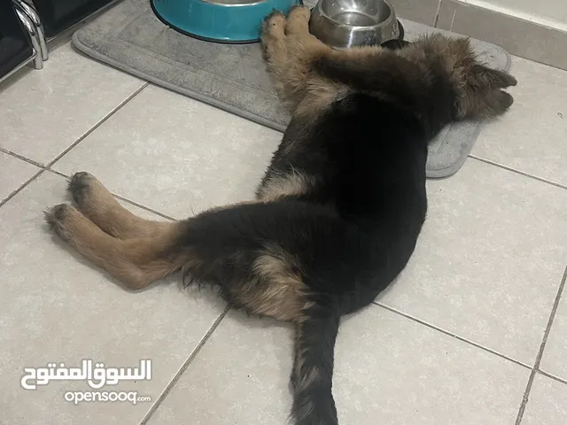 German shepard showline puppy