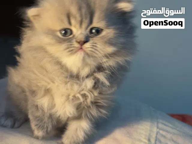 Scottish fold for sale