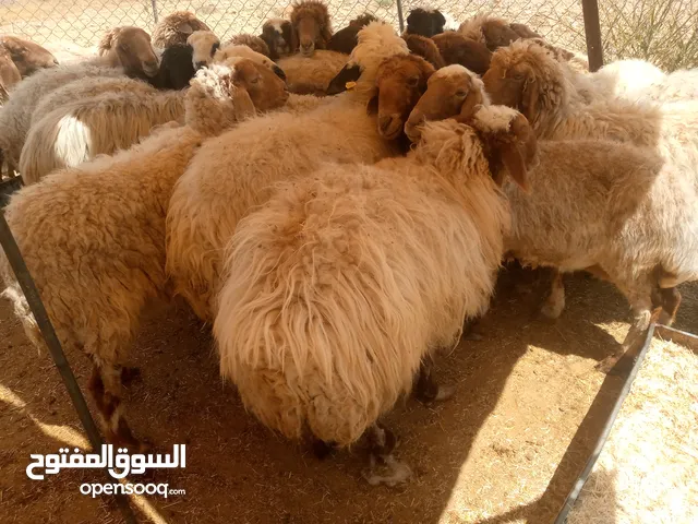 الحلال نفس الصور حلال بلدي نخب اول عقائق ومجنوي ونذر ولحم ومناسبات جميع ألاوزان والأسعار شروط عقيقة