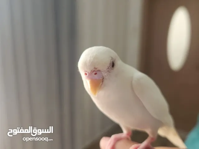 بادجي ألبينو أليف ونادر – جاهز للتسليم!