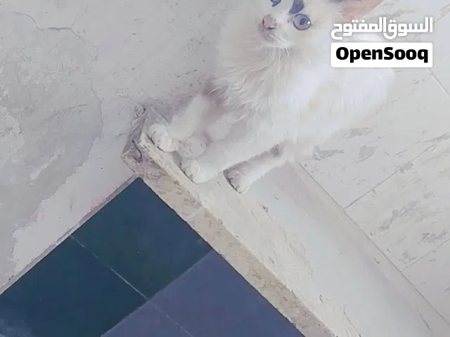 قطط للبيع شيرازي