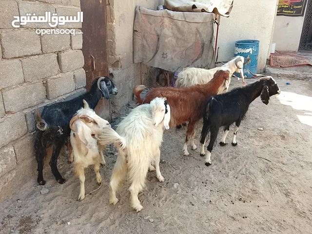 صخول نثايه وفحلهن وكلهن حوامل للبيع بسعر مناسب أقرء الوصف وخابر وأنه خادم للشراي