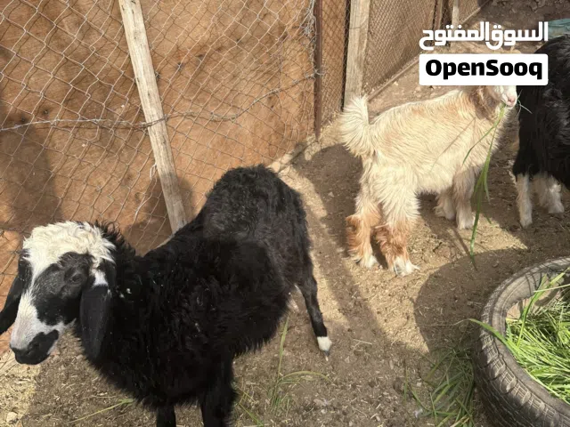 صلخه و حمله امورهن طيبه