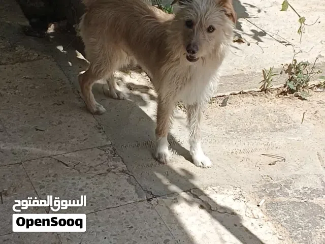 كلب فرنسي نوع تيرير سلالة صافية بسعر حرققققق