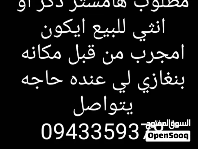 مطلوب هامستر