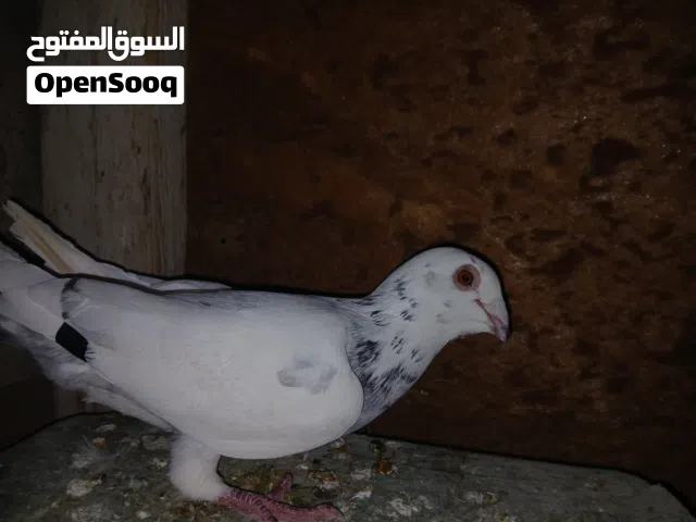 جوز كشامره وطيره نوريه وفحل هندي وفحل مزهور احمر