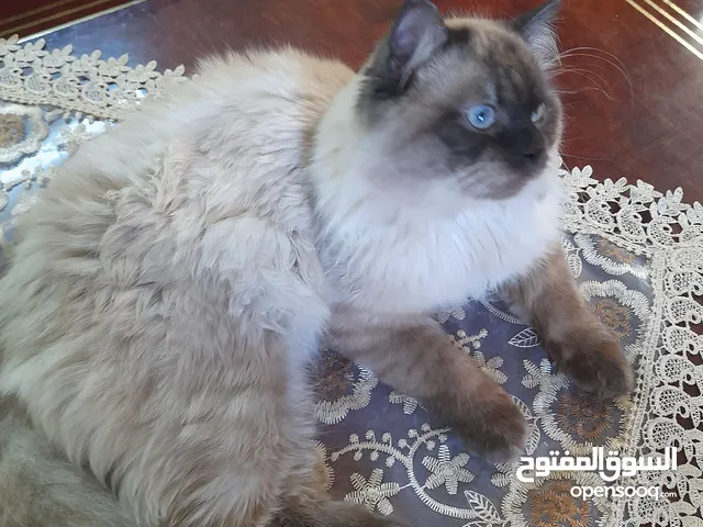 قط هملايا شكلت ذكر