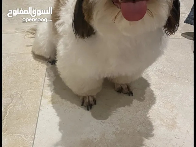 Male and female Shitzus for adoption كلاب للتبني