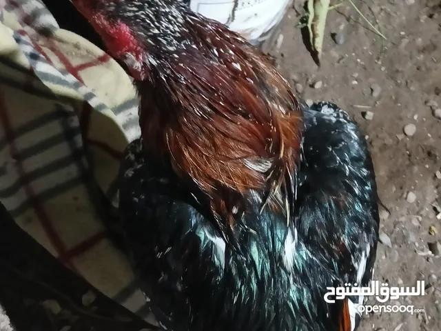 ديك بكستاني شوف الوصف