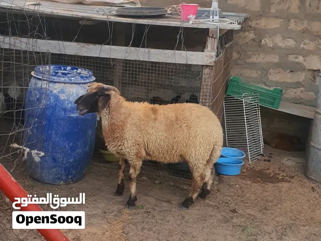 السلام عليكم  خروف ماشاء الله تبارك الله متاح طرابلس زناته عز كسبه ربي يبارك