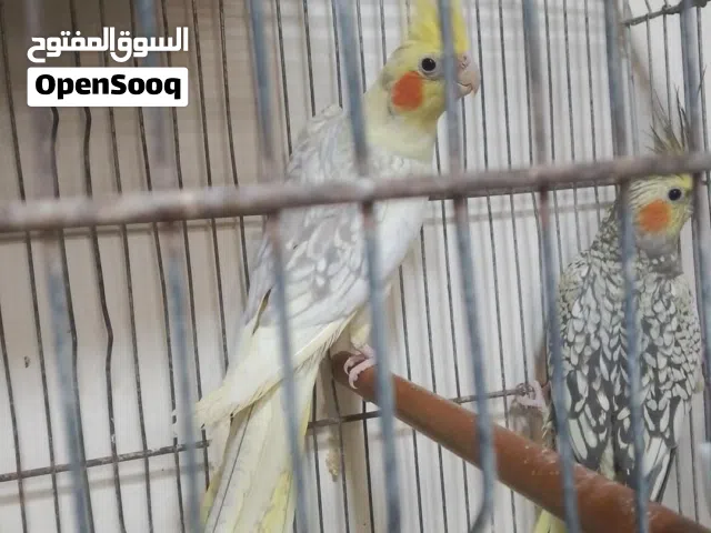 جوز كوكتيل شغال بصلاة على النبي