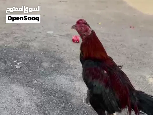 للبيع ديك تركي بورمي
