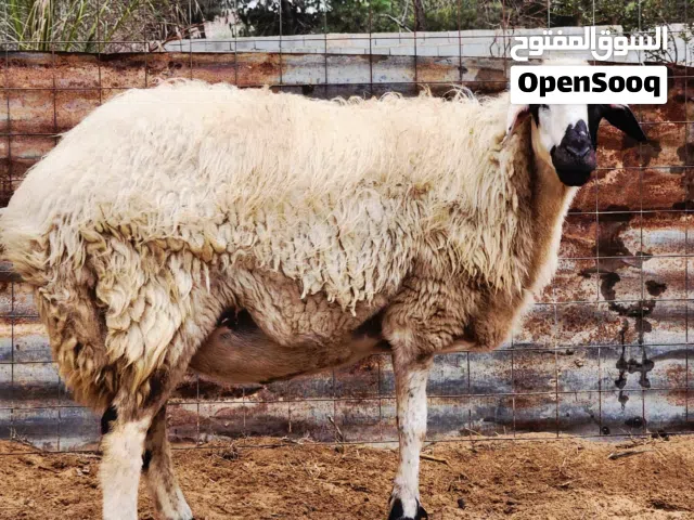 نعجه ع ميلاد عشرين يوم وتلد سنها موضوح ف صوره تواصل ع رقم