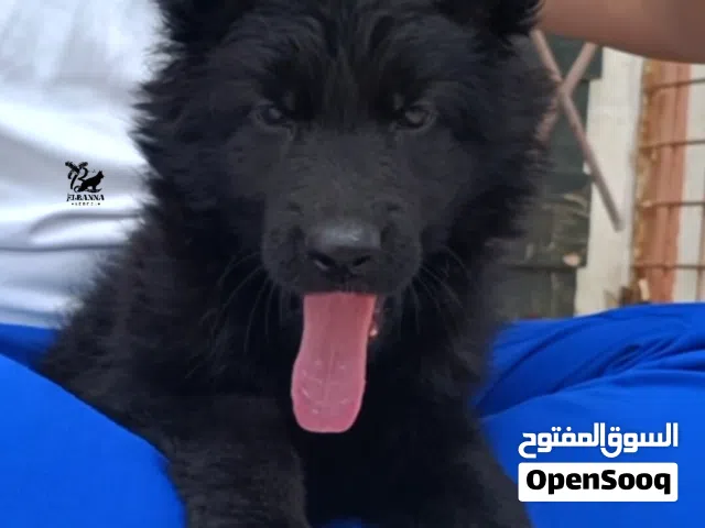 خصم 40٪ علي جرويتين جيرمن