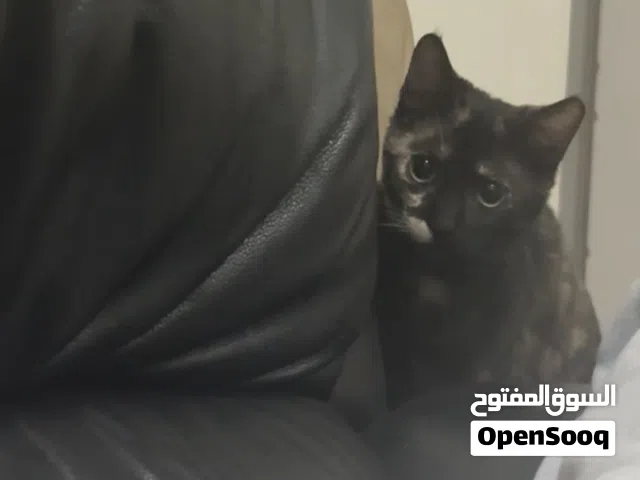 A female cat that is fully vaccinated and around 5 months years old