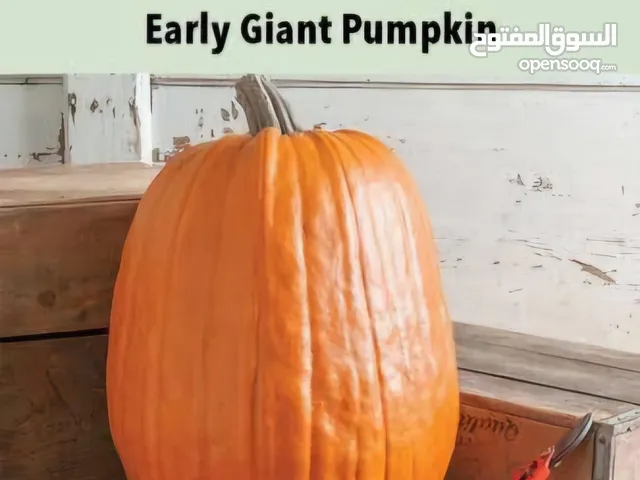 بذور يقطين صنف عمه السلطان