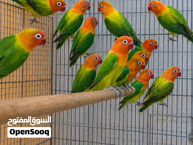 للبيع أزواج فيشر أوبلاين