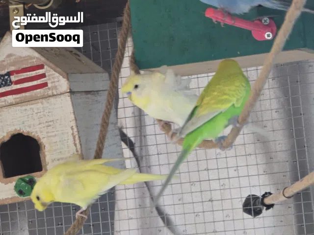 حب هوقو رومو ولاتينو وانجليزي .جوز قولد فشر .جوز كوكتيل عين حمرا